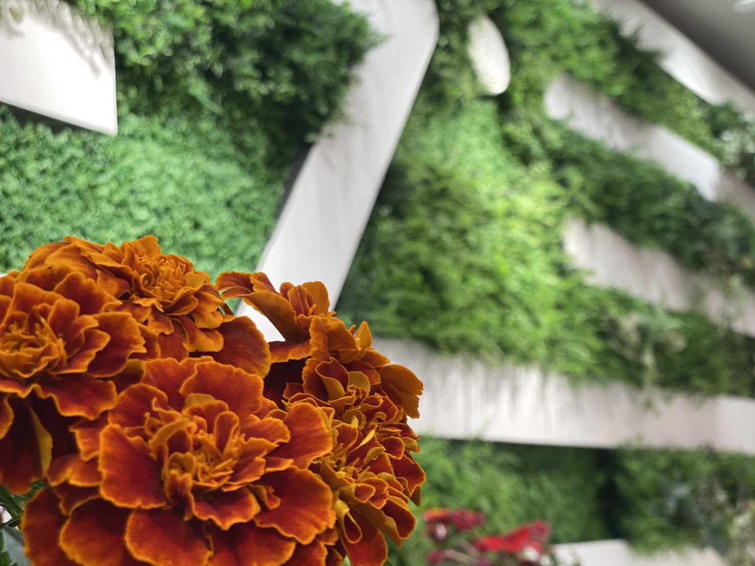 ジアスセンター南 ところで 花は好き お花配布 ジアス センター南 T Co Uyge5jh848 Twitter