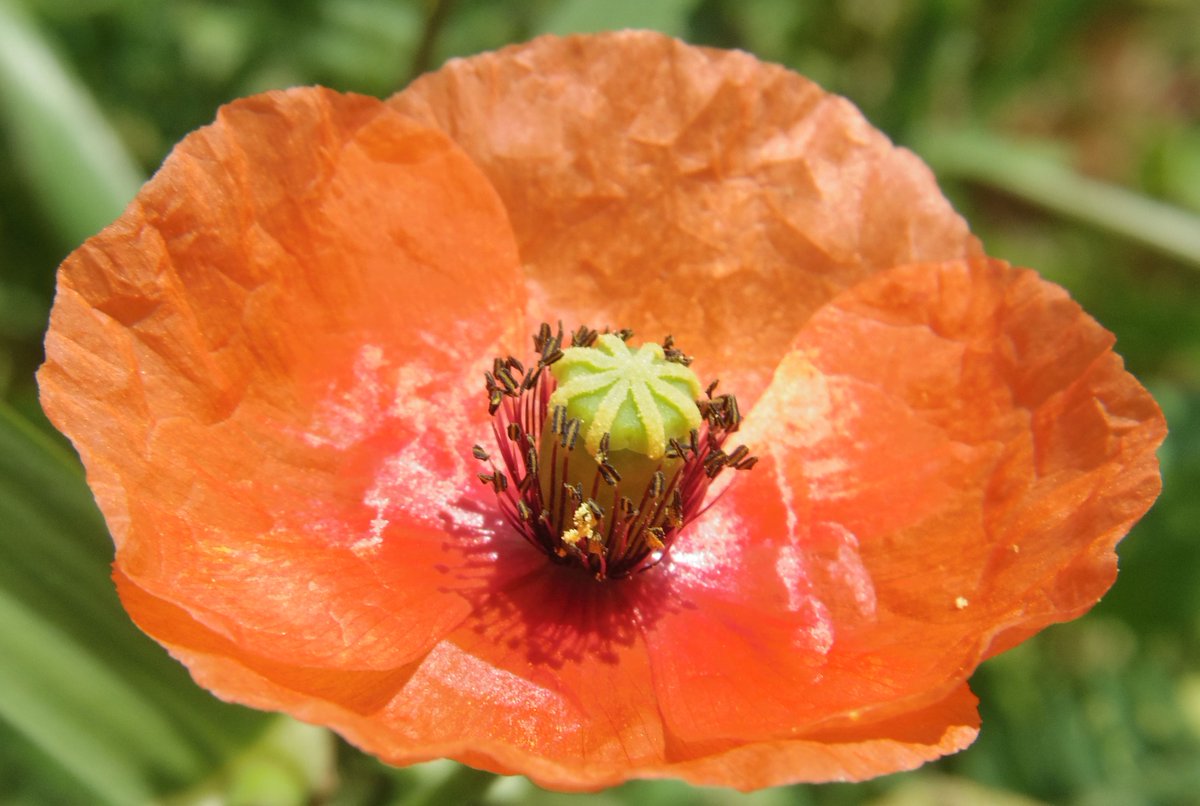 オレンジの大きな花 オレンジの大きな花