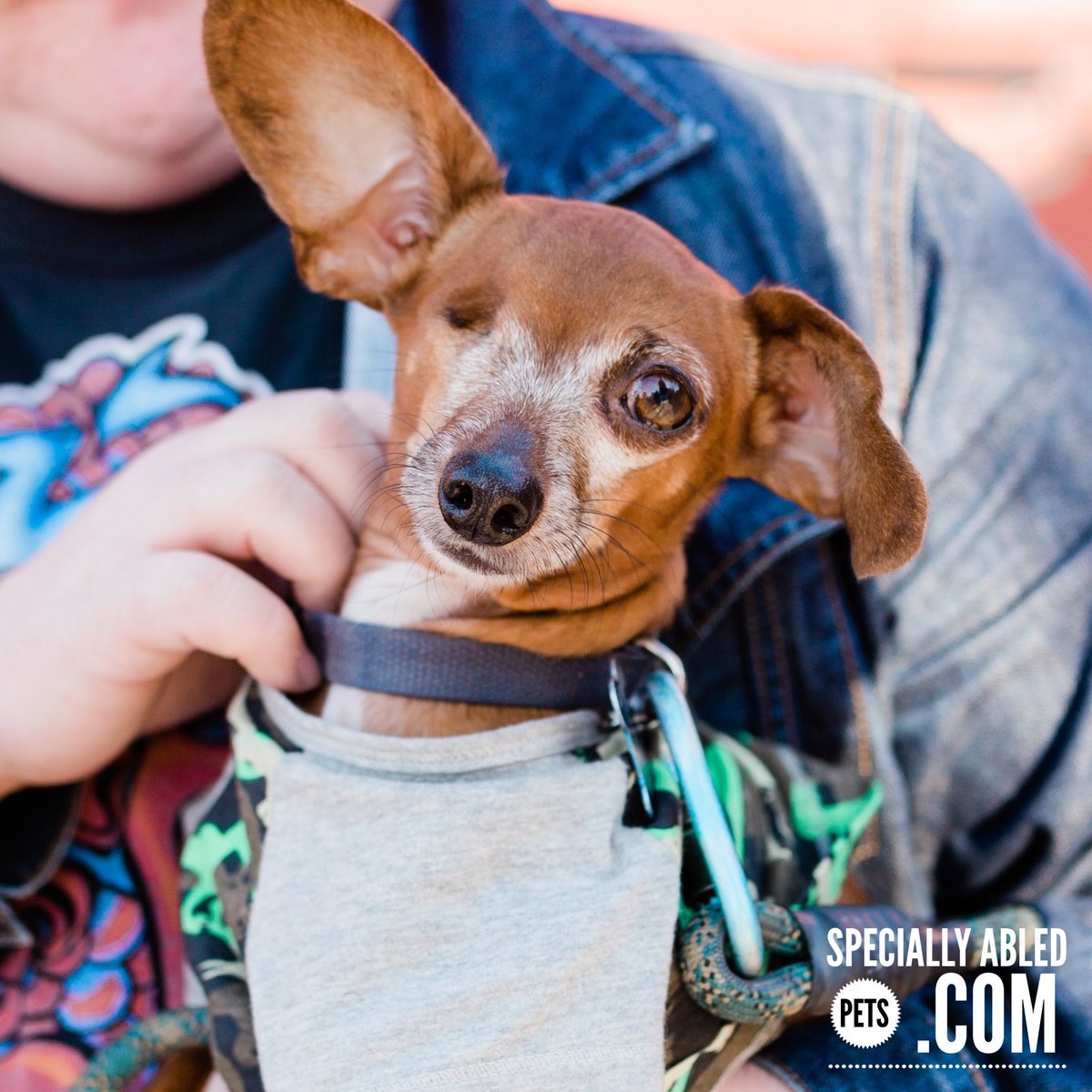 Happy National Specially-Abled Pets Day! Show us your fur babies with super powers!  ✨ 🐾 TAG #SpeciallyAbledPetsDay 
❤️🌈🐶
#SpeciallyAbledPets #dogs #cats