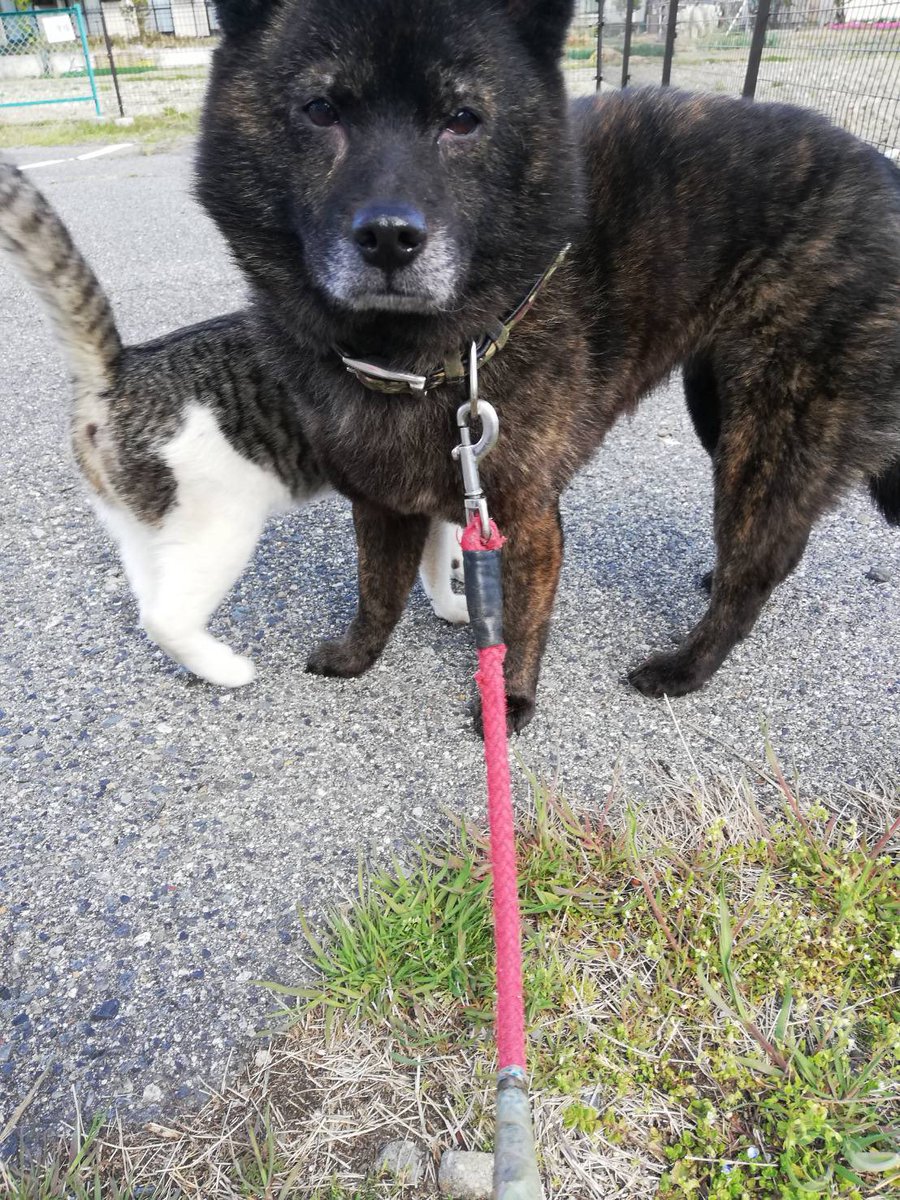 VerdeMatsumoto's tweet image. 知人の🐕犬が
松本市平田東から5/1(土)夕方に⚡️雷に驚いて脱走してしまいました。ねこのお母さんもしているカレラちゃんでネコ🐈も寂しがっています(メス•甲斐犬12歳)です。
目撃情報ございましたらDMか📱090-1828-8538セキまで
お願いします。
警察、保健所、市役所は連絡済みです。
拡散希望