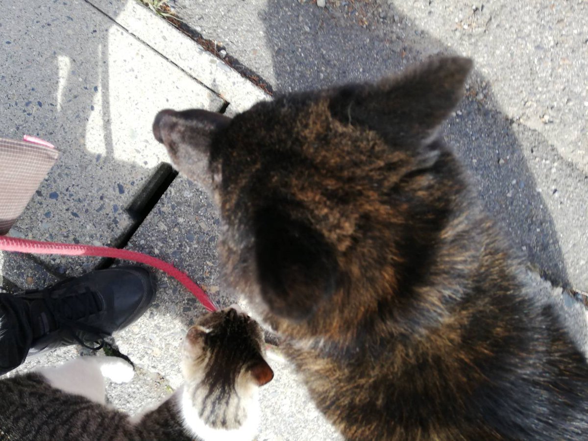 VerdeMatsumoto's tweet image. 知人の🐕犬が
松本市平田東から5/1(土)夕方に⚡️雷に驚いて脱走してしまいました。ねこのお母さんもしているカレラちゃんでネコ🐈も寂しがっています(メス•甲斐犬12歳)です。
目撃情報ございましたらDMか📱090-1828-8538セキまで
お願いします。
警察、保健所、市役所は連絡済みです。
拡散希望