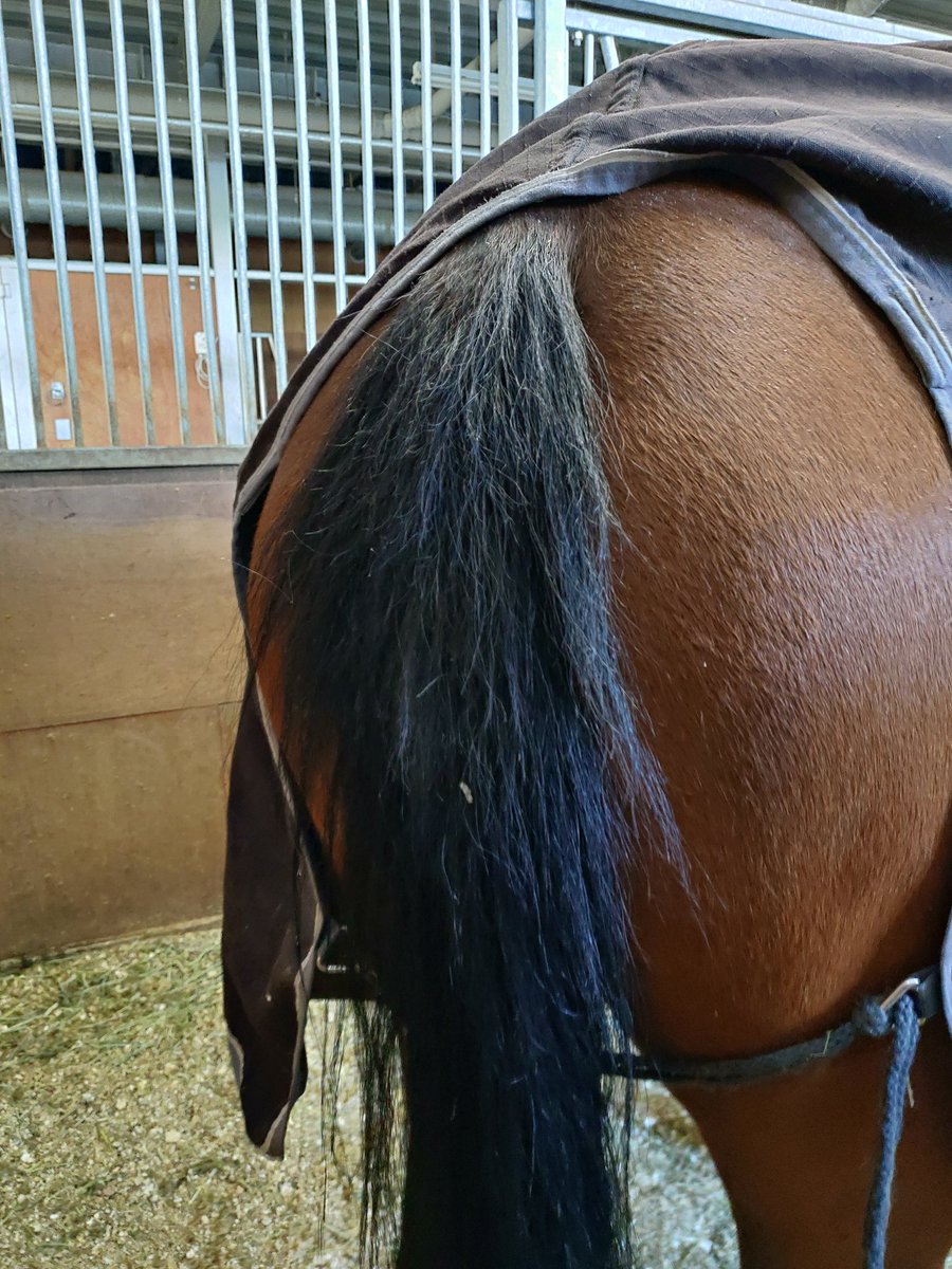 馬のしっぽの毛 白い部分