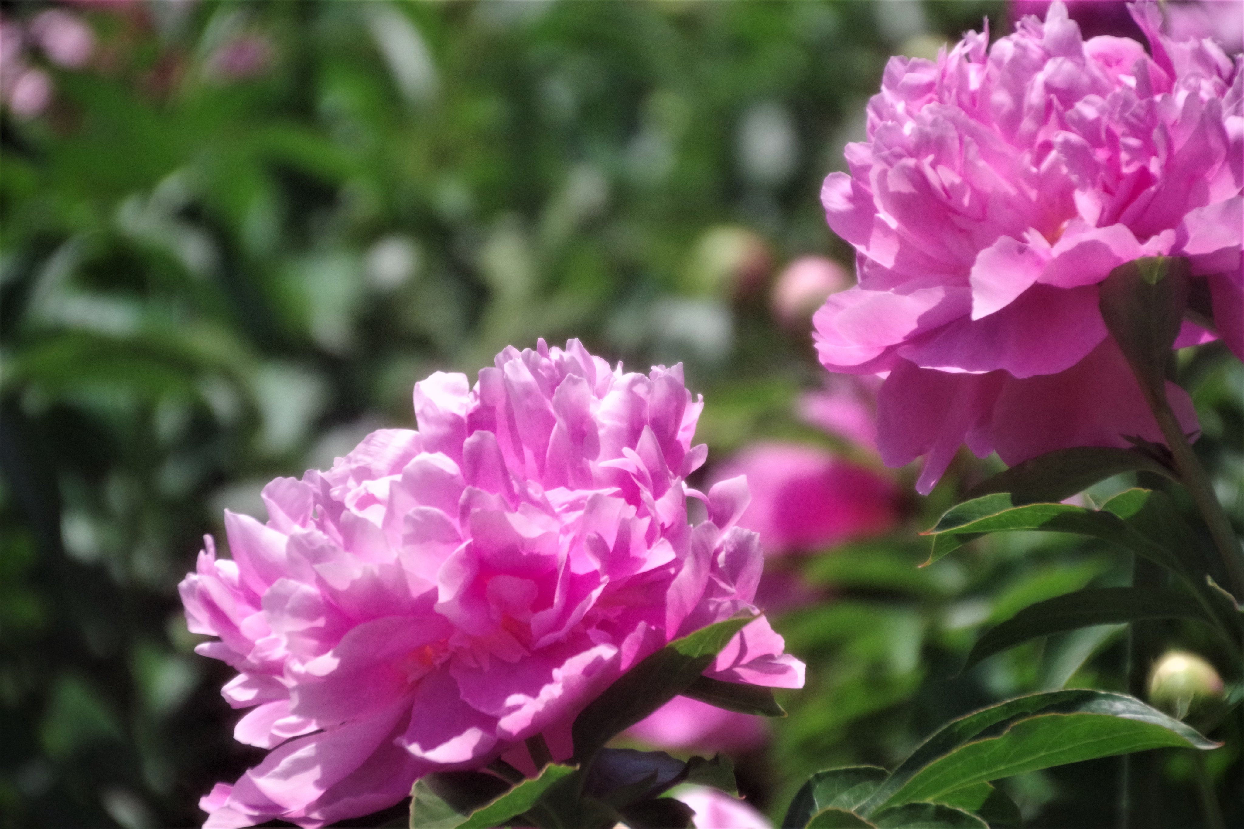 ゆき シャクヤク 牡丹芍薬園 福岡市 写真好きな人と繋がりたい ファインダー越しの私の世界 花 T Co 1vbevlligv Twitter