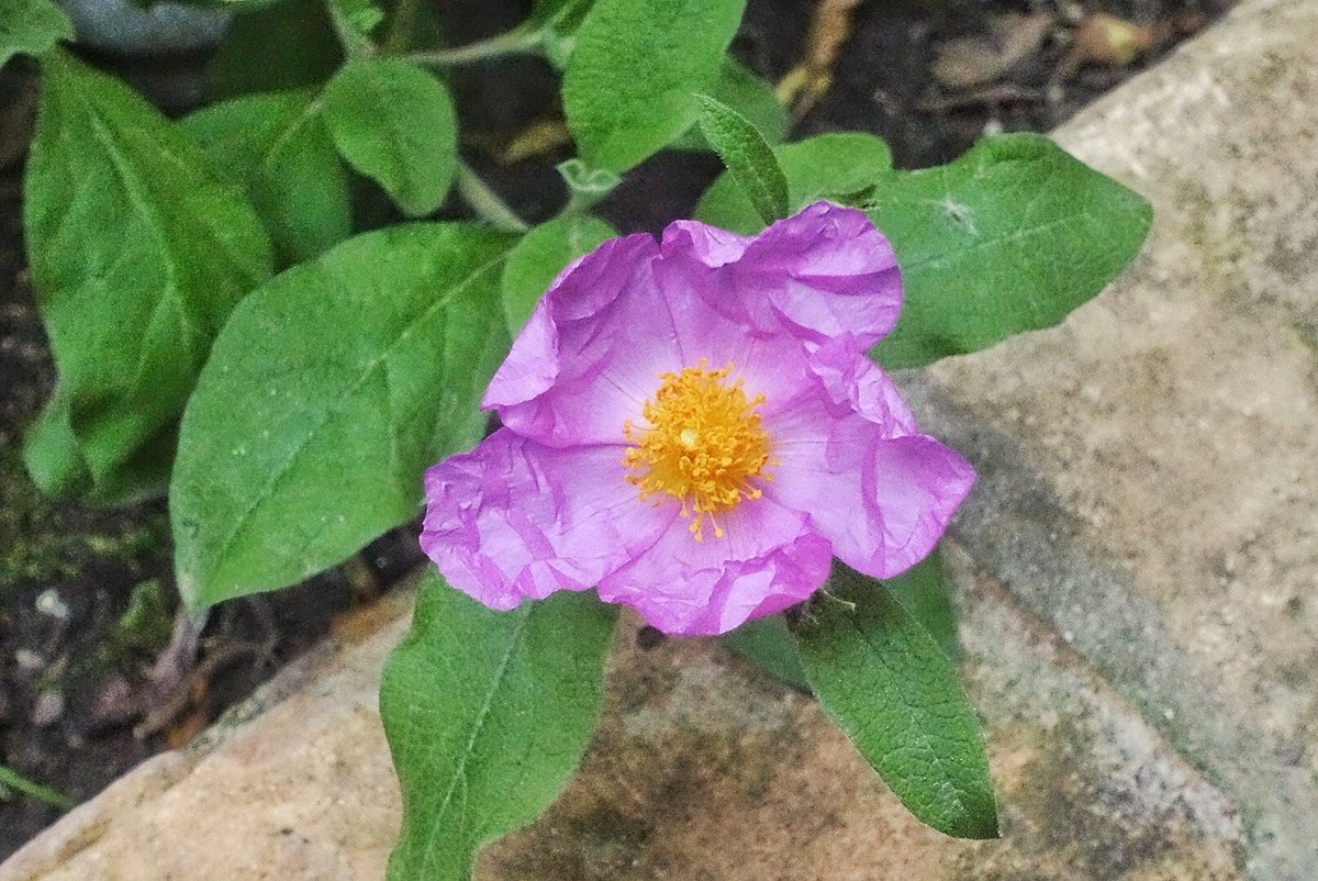 #fioredelcisto #macchiamediterranea #fiori
Oggi è sbocciato un fiore bellissimo nel nostro giardino💞