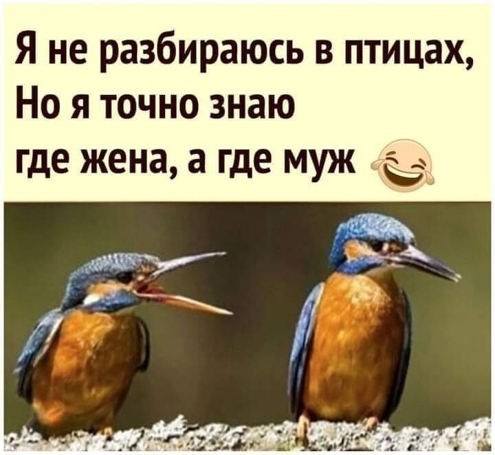 Бадритдинова Алла (@letayut) on Twitter photo 