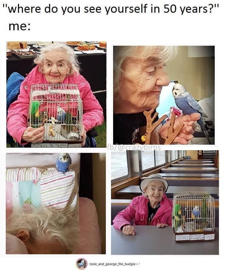 ParrotEssential's tweet photo. Pretty much. #dreamlife #birdhumour https://t.co/xmdnI0zkee