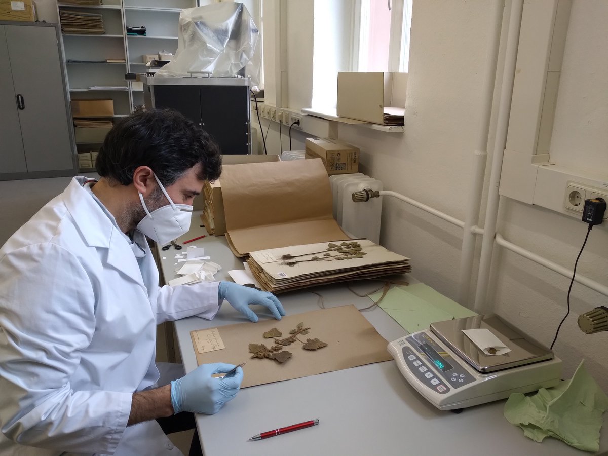 ReSEED Project (@reseedproject) on Twitter photo Interested? Don´t miss “The revival of taxonomy: the importance of historical data and multidisciplinary approaches”, the valuable contribution of Salvatore Tomasello (<a href="/SPP_TaxonOmics/">Taxon-Omics</a>) to Seeding Ideas’ blog! reseed.uc.pt/index.php/2021… Interested? Don´t miss “The revival of taxonomy: the importance of historical data and multidisciplinary approaches”, the valuable contribution of Salvatore Tomasello (<a href="/SPP_TaxonOmics/">Taxon-Omics</a>) to Seeding Ideas’ blog! reseed.uc.pt/index.php/2021…