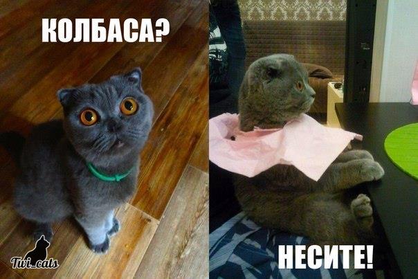 twi_cats's tweet image. 