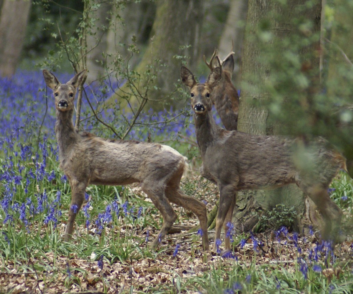 ChilternWalk's tweet photo. Yesterday’s close encounter in Kings Wood! Isn’t wildlife and nature beautiful? #wildlife #bluebells #spring #walks #nature #NaturePhotography #hiking https://t.co/r4skmbTSsw