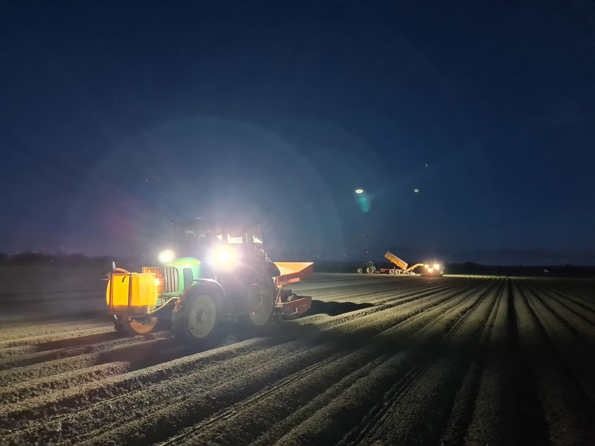 Gisteravond hebben we de laatste aardappelen gepoot!