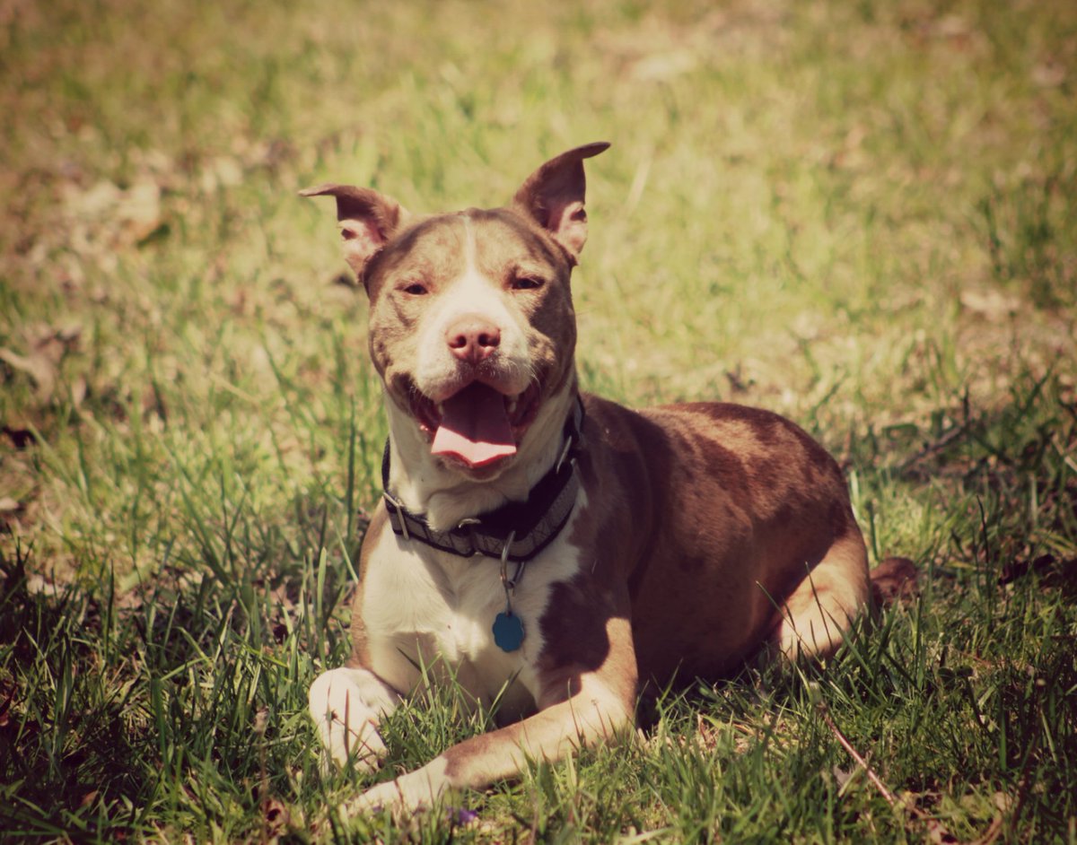 DeezOutdoors's tweet photo. Meet Mr. Clyde Alfred Mudd. The Knuttiest of the Knutz. 
~Camp dog. 
~Mudding connoisseur. 
~Rope slinger. 
#dogsoftwitter 
#CampDog
#Mudd https://t.co/jA8ejUE7JD
