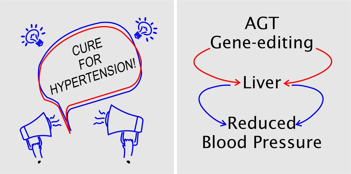 HyperAHA's tweet photo. CRISPR/Cas9 Mediated Deletion of the Angiotensinogen Gene Reduces Hypertension: A Potential for Cure? https://t.co/6iLVum9icI https://t.co/b6JOmjOHsL