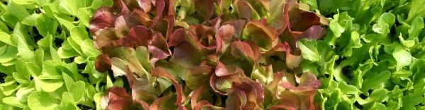 SummitFPC's tweet image. Join us to discuss food in our community - mailchi.mp/ec72819112cf/c…