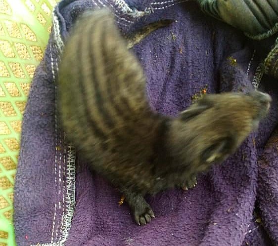 GTFmeghalaya's tweet photo. 'Himalayan Marten'🐾 rescued today from Sohryngkham (Maw-u- tieng)🐅
#byDafisha #GTFVolunteer
#savewildlife #stoppoaching #savefauna #endangeredspecies #greentechgoundationmeghalya #environment https://t.co/JYY6dTMoyK
