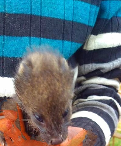 GTFmeghalaya's tweet photo. 'Himalayan Marten'🐾 rescued today from Sohryngkham (Maw-u- tieng)🐅
#byDafisha #GTFVolunteer
#savewildlife #stoppoaching #savefauna #endangeredspecies #greentechgoundationmeghalya #environment https://t.co/JYY6dTMoyK