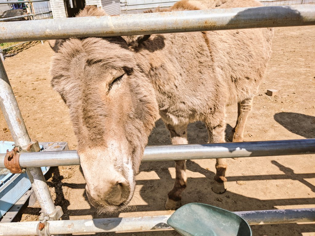 動物ふれあい