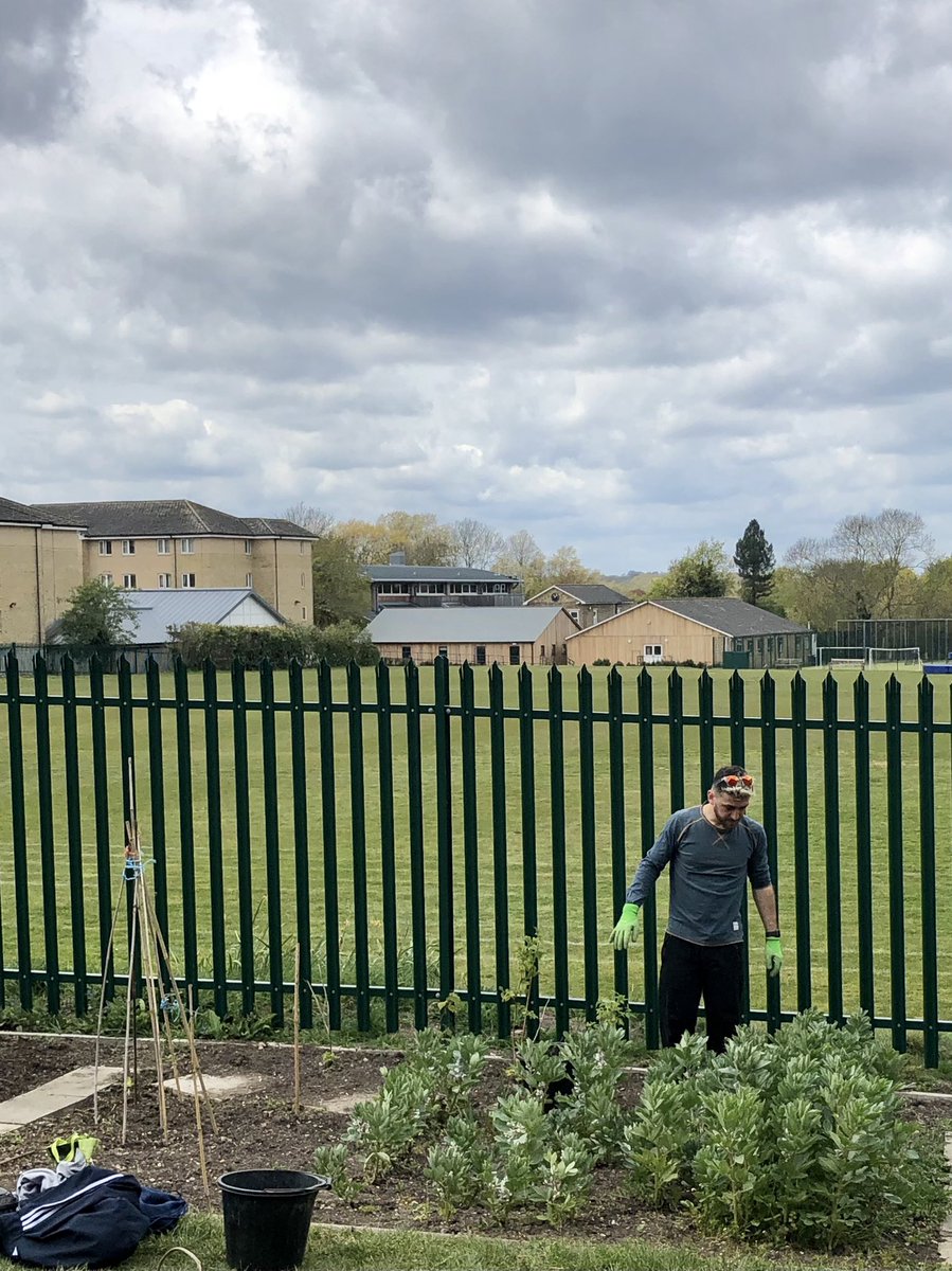 DanRunning's tweet image. It was mainly weeding and wigwam construction today #DansAllotment