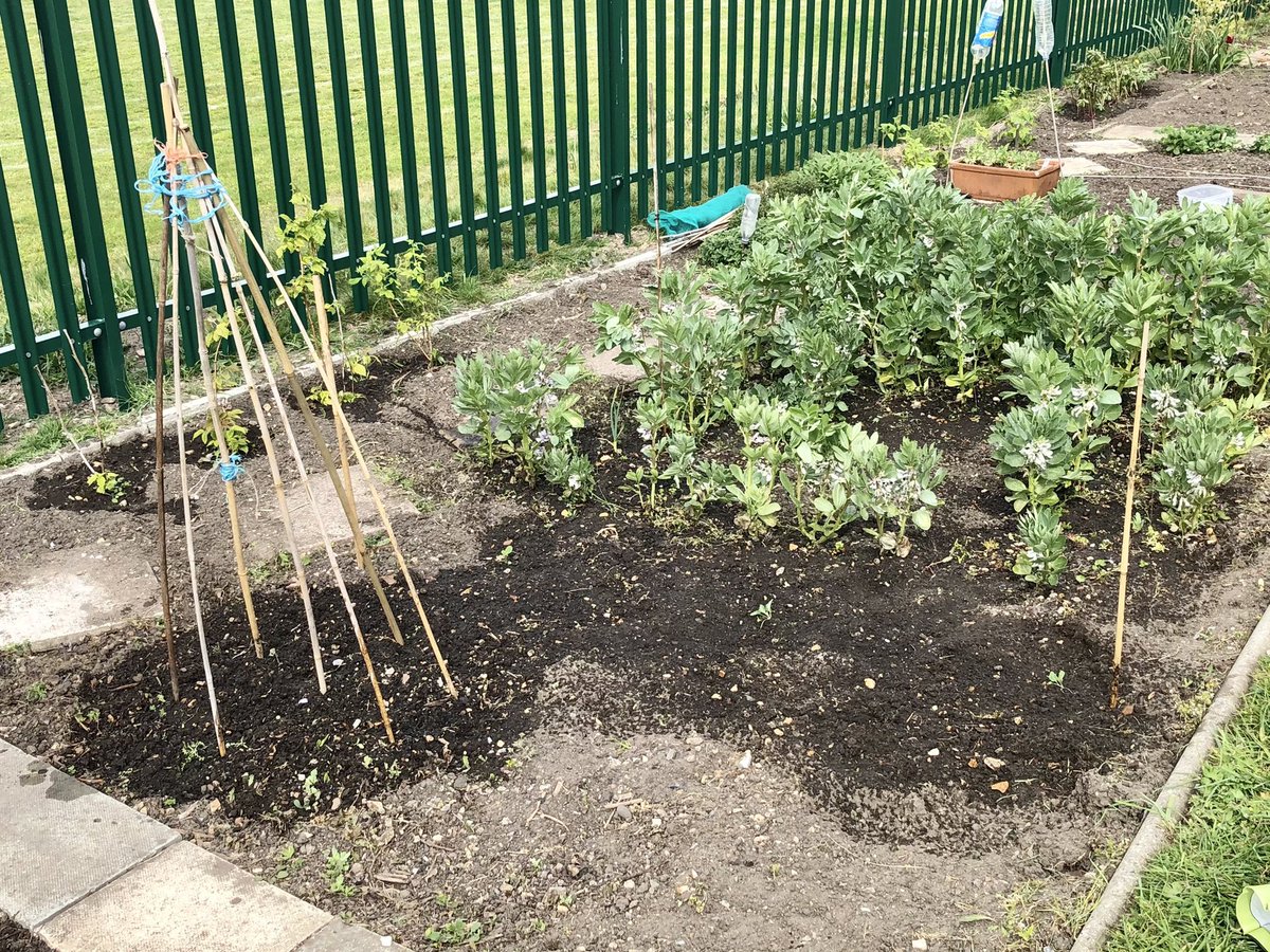 DanRunning's tweet image. It was mainly weeding and wigwam construction today #DansAllotment