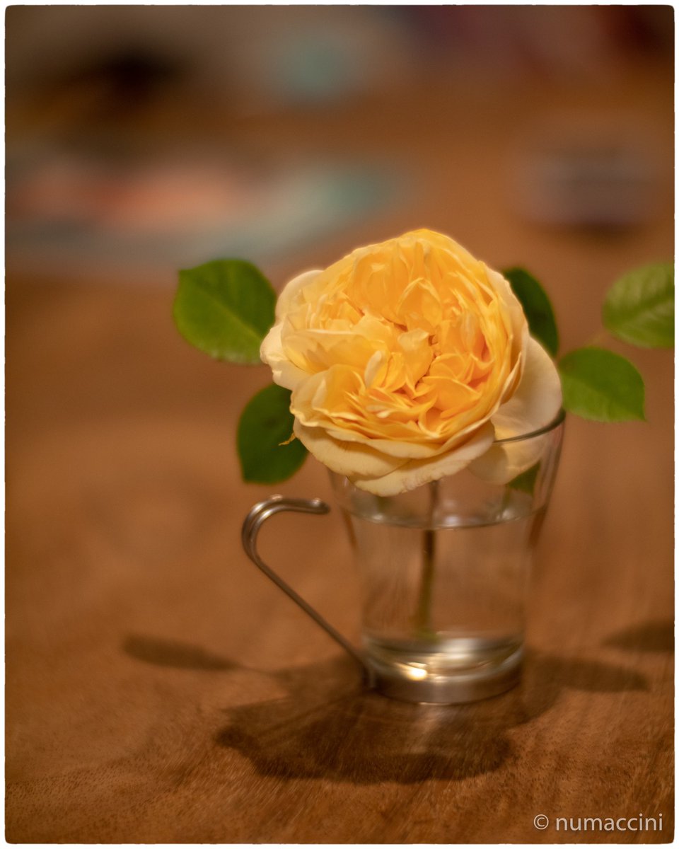 numaccini1's tweet photo. 我が家の薔薇が咲いた。
ステイホームのお陰で例年よりも育ちが良かった。趣味性の高い植物で、掛けた手間が如実に花に現れる。
僕は片手間なので…
いや、でもかわいいよ。
最近風が強くてドキドキ。
#englishrose #davidaustin #teasinggeorgia
#CONTAX #planar #85mm #viltrox #speedbooster https://t.co/j5oODVpop7