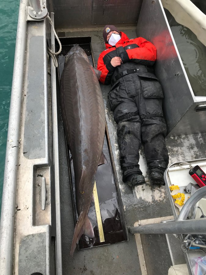 Lake sturgeon with crew member for scale