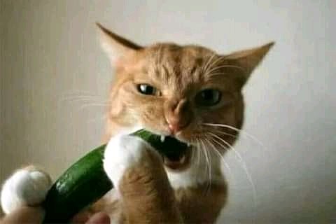 deezy_mkenya's tweet photo. "Mhhh...! Wee Deezy ebu wacha tabia mbaya. Am not that kind of a girl."

2 minutes later 👇🏾

Justice Marete Raila Odinga Justice Warsame Pole South Africa Nairobi Bonchari Rwada #BetExtraOrdinary Luos https://t.co/Yq8PDkNpdF