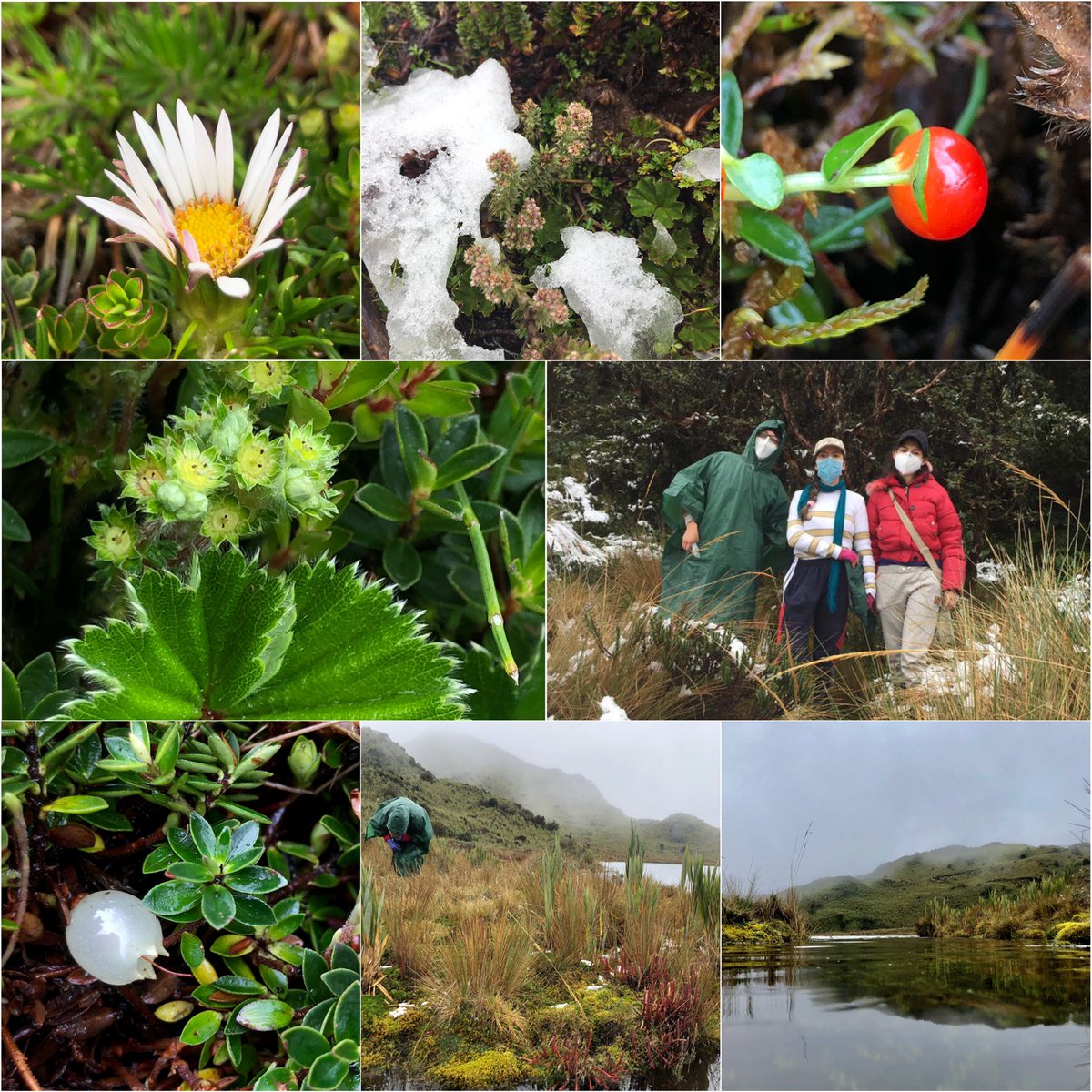 BIO GEEC tweet media