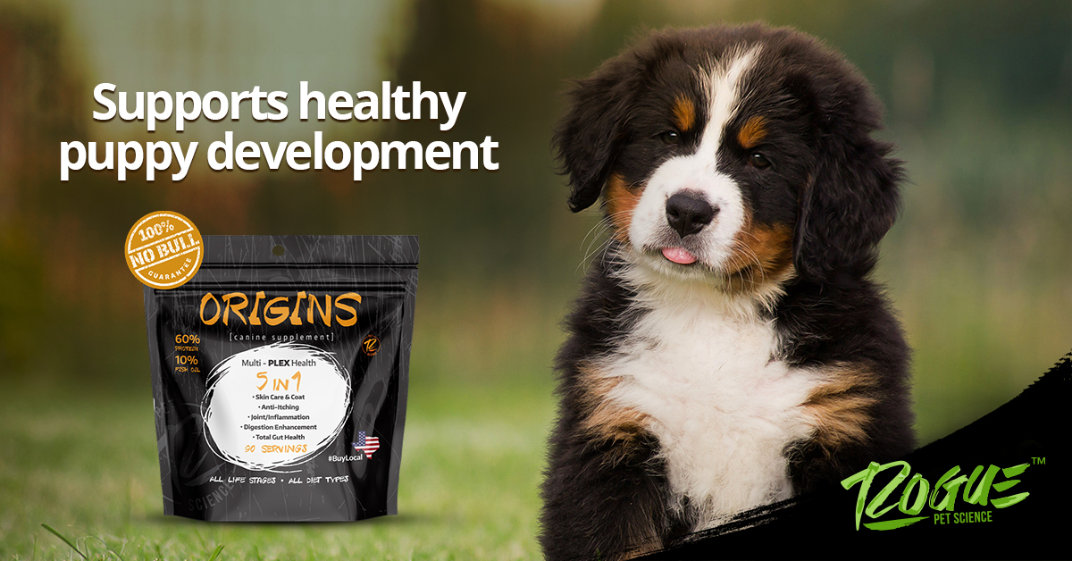 RoguePetScience's tweet image. Puppies were stronger &amp;amp; healthier with Origins 5in1 because it provides essential fatty acids for good health. Origins 5in1 is easy to add to your puppy's food as a food topper. Try it today: ow.ly/Ns3Q50E7RJh

#puppy #puppylove #breeders #dogbreeders