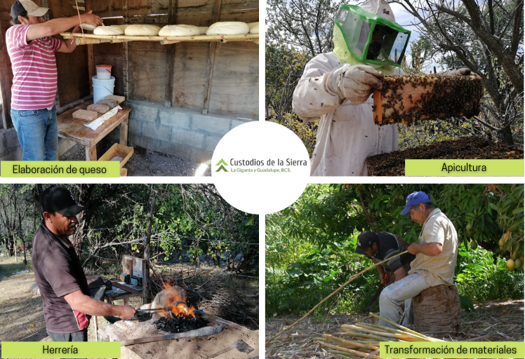 custodiossierra's tweet photo. La economía en #LaGigantayGuadalupe:
^ Se basa en actividades de bajo impacto ambiental.
^ Emplea procesos de producción tradicional. 
^ Fomenta la organización social. 

⛰️#CustodiosDeLaSierrra #HechoEnRancho https://t.co/vnWThbabZe