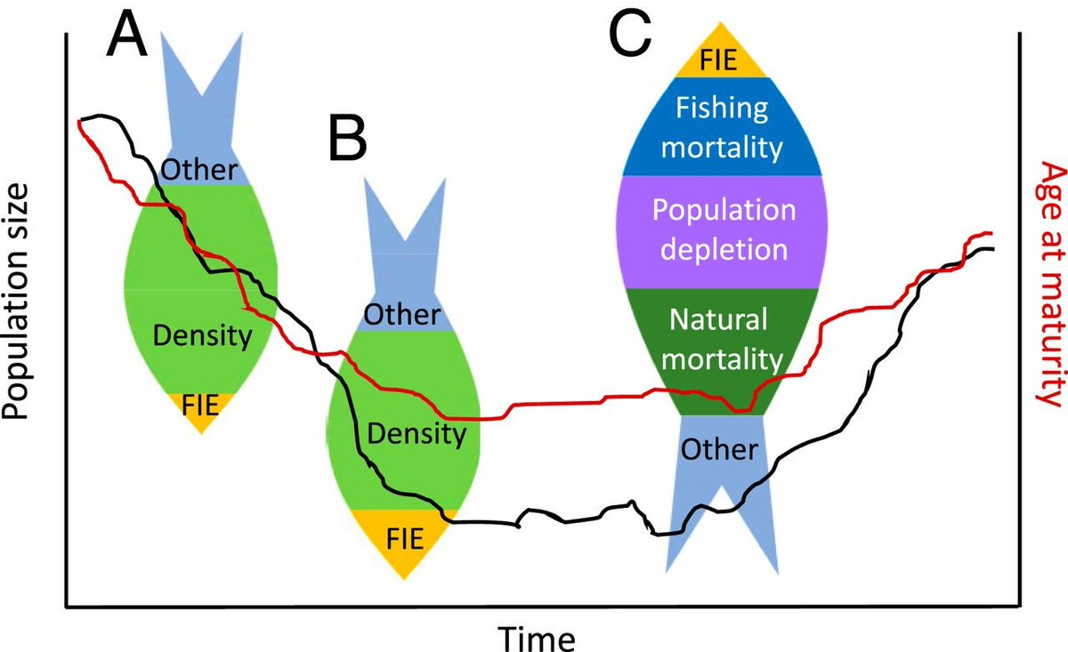 EcoEvo Aqua (@ecoevoaqua) on Twitter photo Recent #genomic evidence of #fishing induced #evolution is minor. Time to reset, refocus and rethink. <a href="/jyuscience/">Faculty of Mathematics and Science</a> <a href="/uniofjyvaskyla/">University of Jyväskylä</a> #fishsci #fisheries #scicomm
Check out our Commentary published in <a href="/PNASNews/">PNASNews</a> here: bit.ly/3xGY2JP Recent #genomic evidence of #fishing induced #evolution is minor. Time to reset, refocus and rethink. <a href="/jyuscience/">Faculty of Mathematics and Science</a> <a href="/uniofjyvaskyla/">University of Jyväskylä</a> #fishsci #fisheries #scicomm
Check out our Commentary published in <a href="/PNASNews/">PNASNews</a> here: bit.ly/3xGY2JP