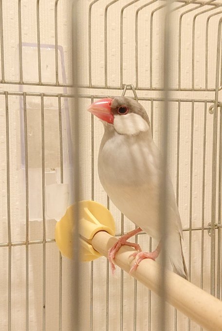 シルバー文鳥のtwitterイラスト検索結果