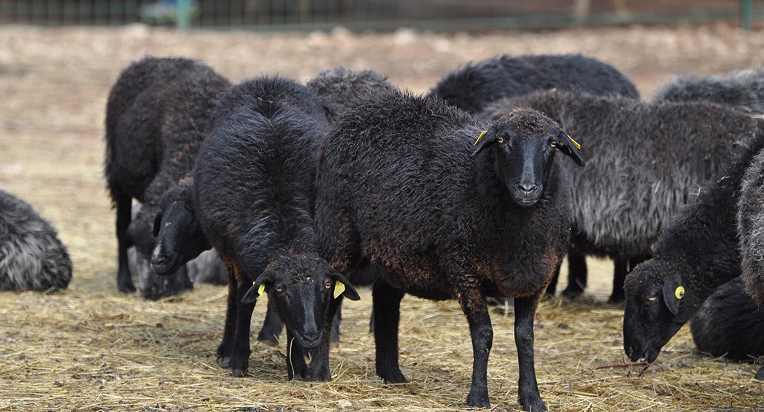Овцы черного цвета. Узбекистан каракульские овцы. Гиссарская порода овец. Ягнят каракульской породы. Эдильбаевская порода овец.