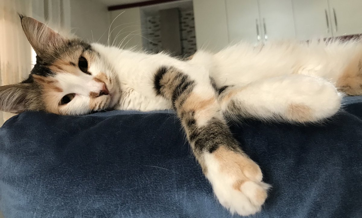 dersler, sınavlar, ödevler, ev temizliği, yemek hazırlığı ve yapılması gereken  bir sürü iş varken mood;