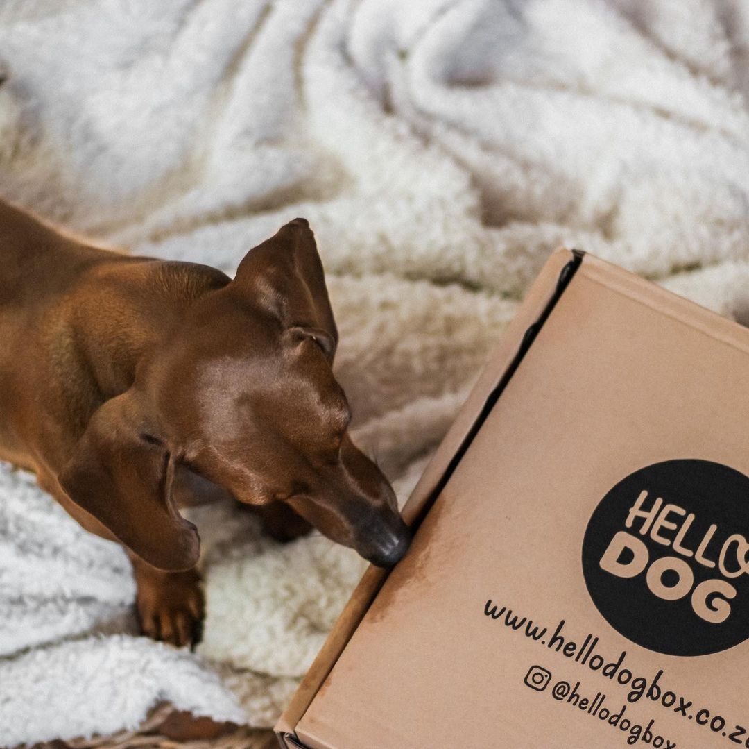 What's in the box?

We are super excited for you to see the amazing goodies in this months Hello Dog Box! 

Can you guess what is inside?