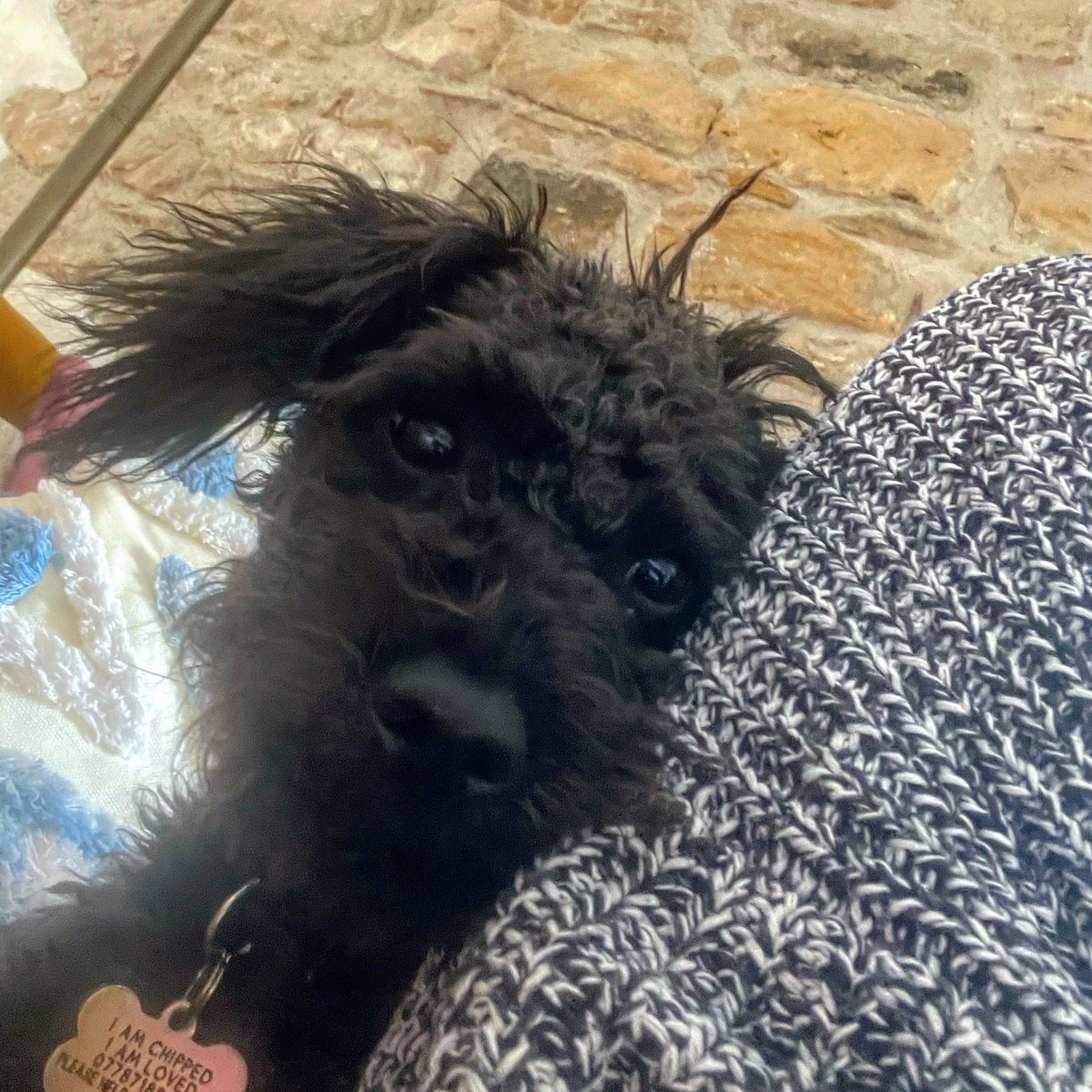SiteDog's tweet photo. I’m Ernie, I’m here, you’d better get used to it rowrrrrr 🐾 https://t.co/iOeUu6VC4N