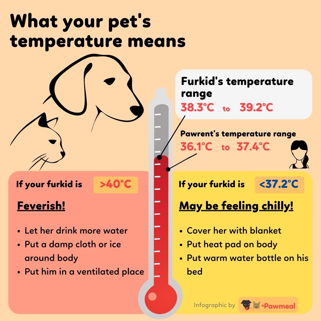 Normal Temperature For Dogs