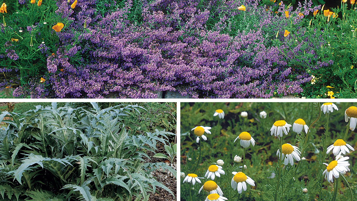 These perennial favorites add zest to the garden as well as to the kitchen. ow.ly/8Fa730rGhx5
