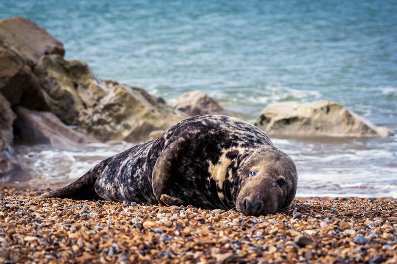 iea_bcp's tweet photo. @bmouthofficial 
Nature gifts us with some truly inspiring moments.⁠
It's amazing what it is right here in Dorset. 
This image was captured at Hengistbury Head, just minutes outside Bournemouth Town Centre.⁠

#studybmth #IEF #nature #dorset

📷: IG @jannerboy62 https://t.co/cTwoT68ZrD