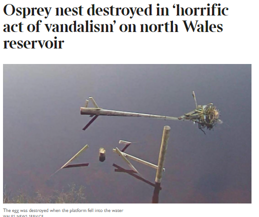 blackgull's tweet photo. Terrible wildlife crime
terrifying comments below
https://t.co/X3X1Ni48jk
n.b. anyone bother to understand, seek to manage this foreseeable #conservationconflict? (hint: well stocked fishery) https://t.co/aXUyof6Uxh