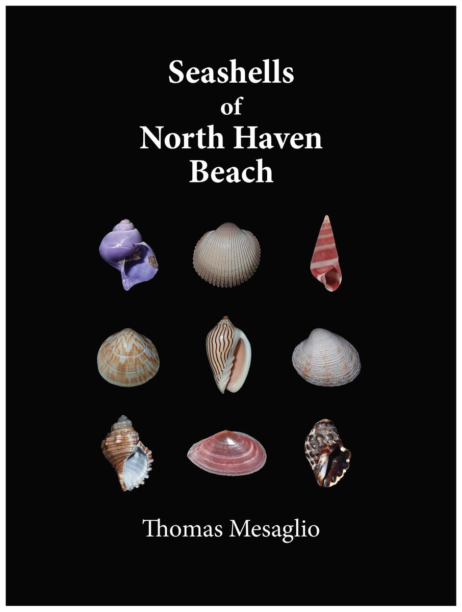 After hundreds of hours of collecting, sorting, identifying and photographing seashells, my comprehensive field guide 'Seashells of North Haven Beach' is finally out. Available now at …ashellsofnorthhavenbeach.company.site, it's a must have for Australian beachcombers (I promise!)