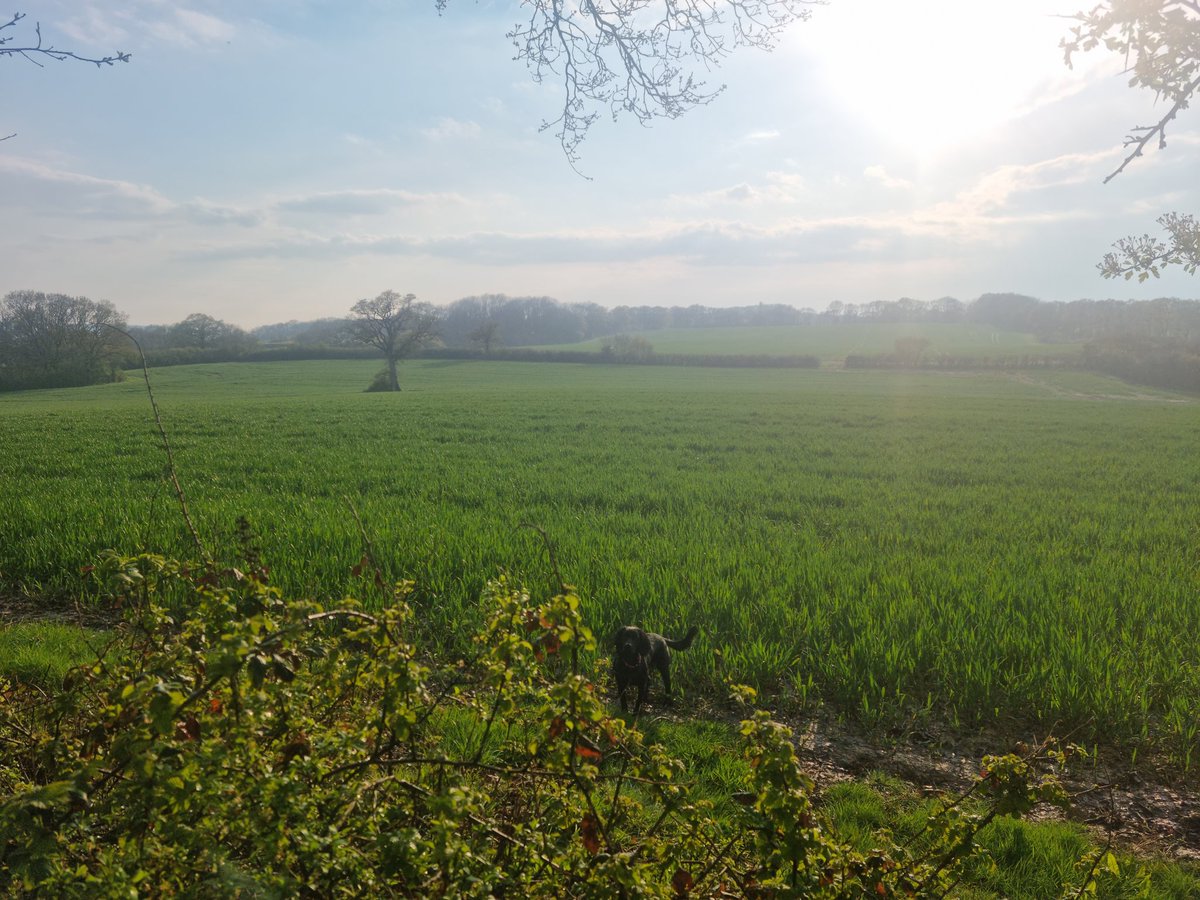 EmmaNGale's tweet photo. Dog walk and #naylorsnatter 😊 https://t.co/ITg5ofA8VY
