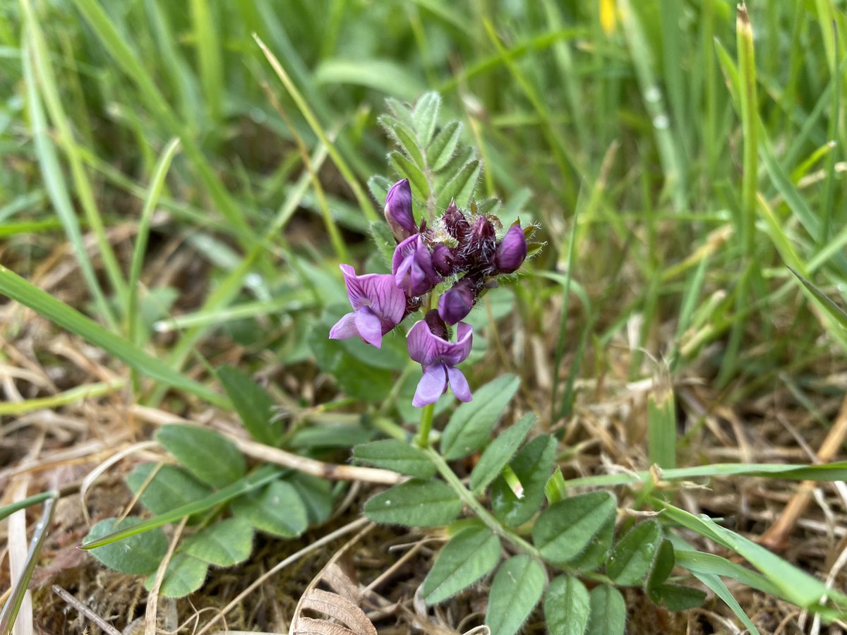 MatthewCPhotos's tweet photo. Spotted some Bush Vetch on our walk this morning #BushVetch #Wildflowers #NaturePhotography https://t.co/fTKLEWsZit