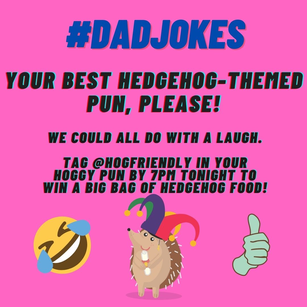 Hedgehog Friendly Campus (@hogfriendly) on Twitter photo π¨ #HedgehogWeek challenge number 1 π¨
Tag <a href="/HogFriendly/">Hedgehog Friendly Campus</a> in your hedgehog-themed #dadjokes by 7PM - best wins a bag of hedgehog food!
We're ready to ROLL on the floor laughing... π€¦ π¦ π¨ #HedgehogWeek challenge number 1 π¨
Tag <a href="/HogFriendly/">Hedgehog Friendly Campus</a> in your hedgehog-themed #dadjokes by 7PM - best wins a bag of hedgehog food!
We're ready to ROLL on the floor laughing... π€¦ π¦