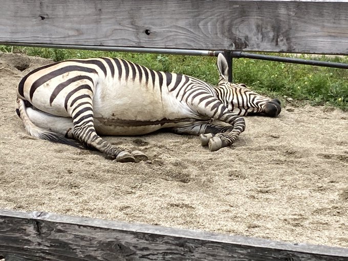 福山市立動物園 公式 さん がハッシュタグ ヤマシマウマ をつけたツイート一覧 1 Whotwi グラフィカルtwitter分析 福山市立動物園 公式 さん がハッシュタグ ヤマシマウマ をつけたツイート一覧 1 Whotwi グラフィカルtwitter分析