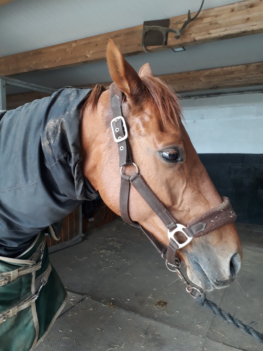 Help!! After our fab dressage outing, we lost his companion to colic 😭 I now have one very sad boy. Apart from borrowing a pony any other suggestions to help him cope, I can't bare to see him so sad #ponyhour #Tackroomfriday #TheDressageHour