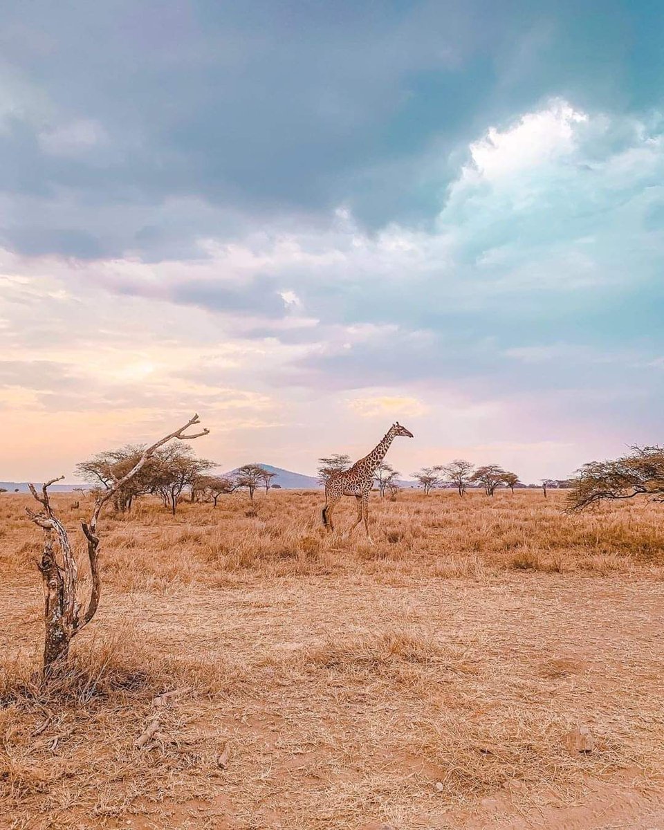 EXCITING NEWS! 

Kenya has just lifted its internal travel restrictions which means that all these beautiful wildlife destinations can now be visited. 

Connect with the natural world and enjoy the fresh air and wide open spaces that are so reminiscent of an African safari.