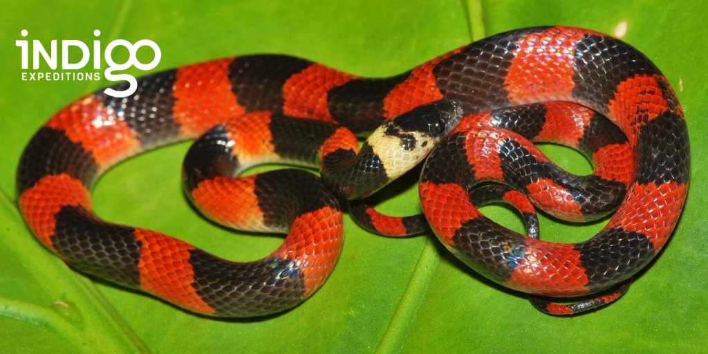 exploreindigo's tweet photo. Indigo Blog on identifying coral snakes is up! ->> https://t.co/2tY5r4PE3V #indigocorals #explorewithindigo https://t.co/a9IP3JQZh0