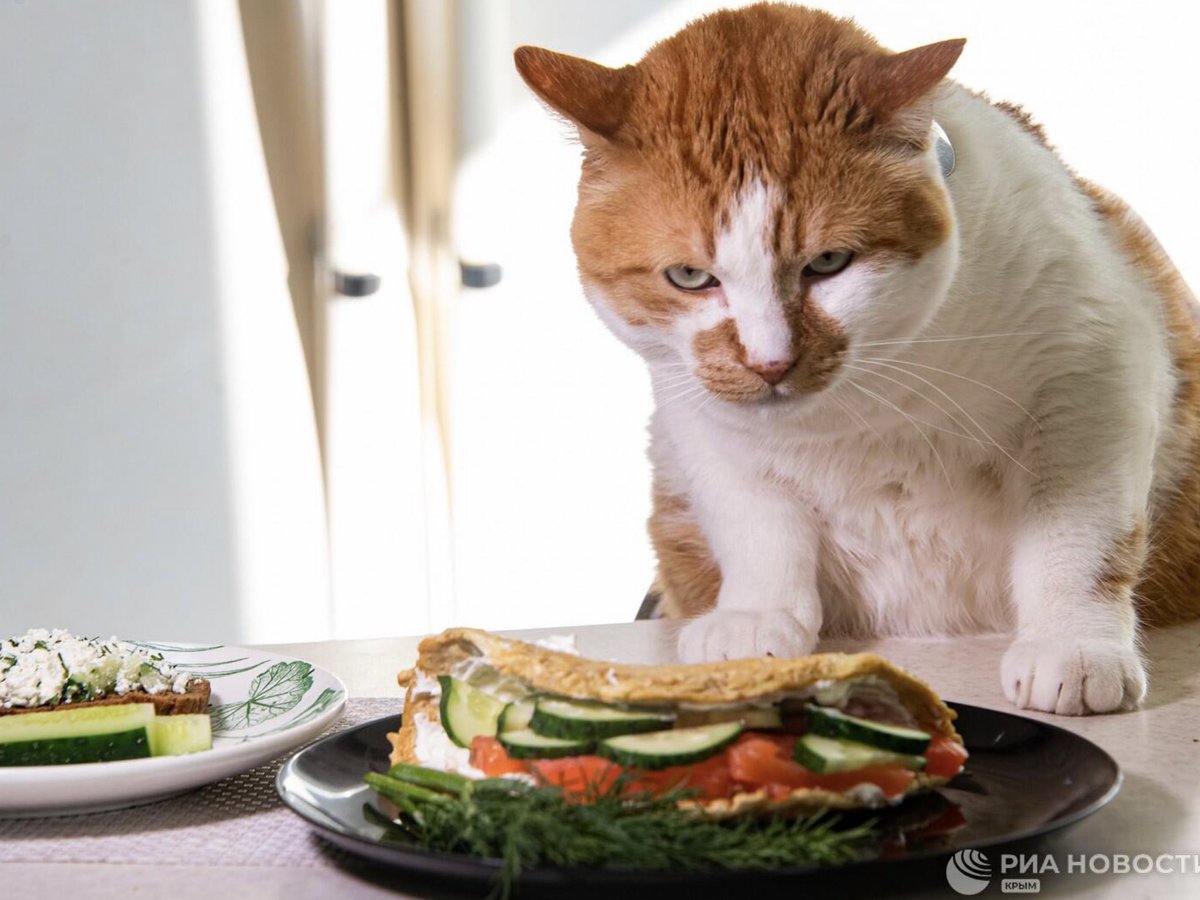 Крым. Кот Мостик с крымским силачом, чемпионом мира по армлифтингу Андреем Шарковым приготовили брутальный, но очень полезный и быстрый завтрак. crimea.ria.ru/society/202105…