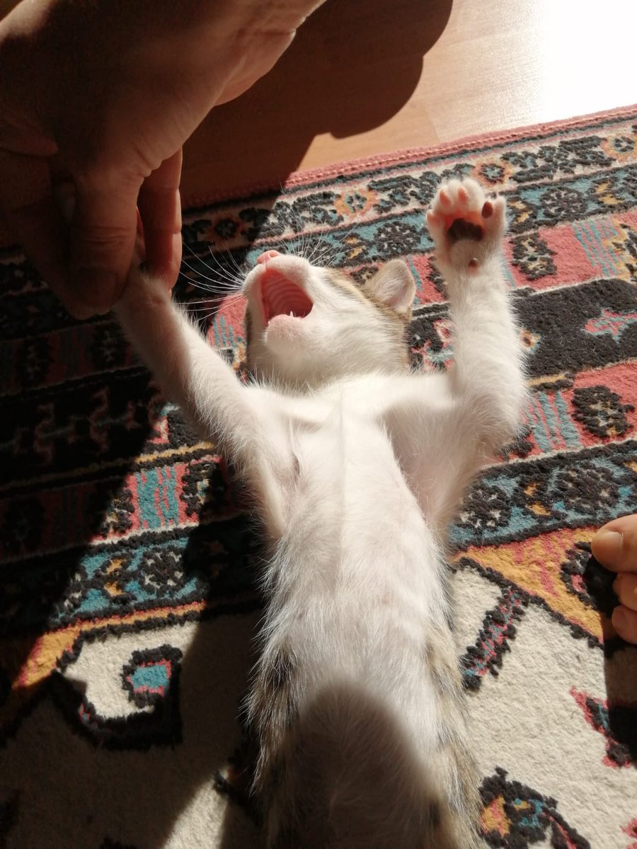 LazoBurek tweet picture