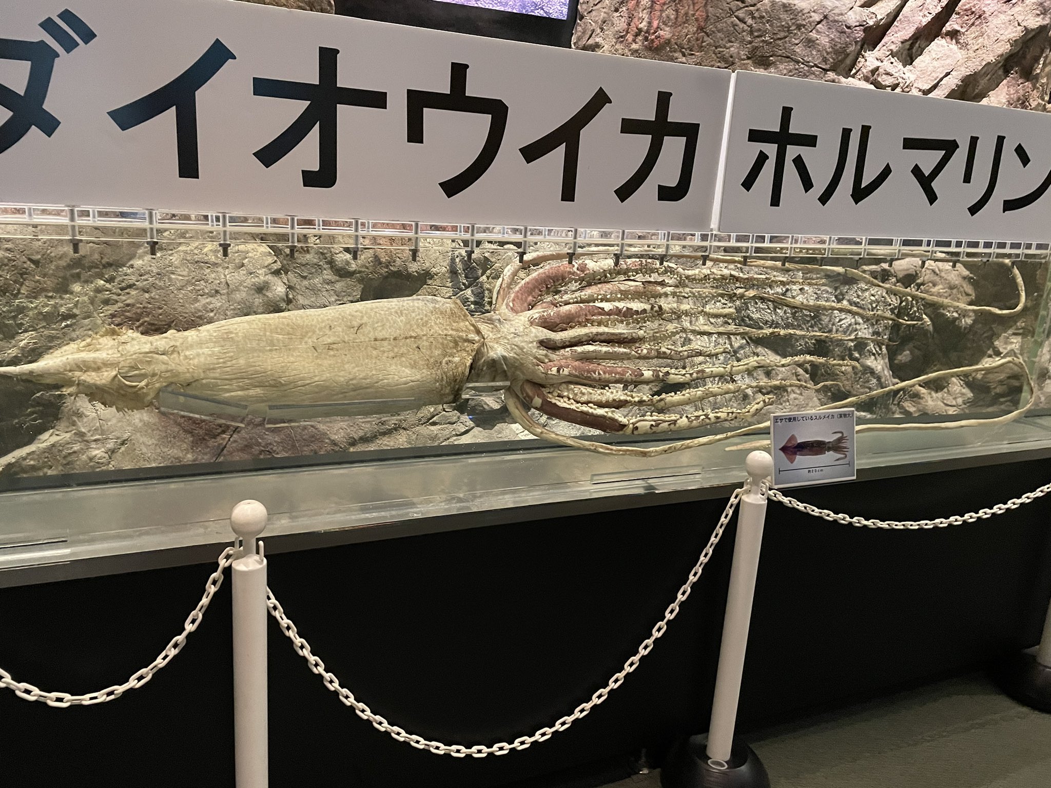 よだちゃそゲートウェイ イカ欲が止まらなかったので四国水族館に続いて島根のしまね海洋館アクアスに行ってきた コウイカ カミナリ イカ アオリイカがゆらゆらしてて癒されるー しかし人はなぜイカ水槽の前では揃いも揃って味の話ばかりなのか こんな知的