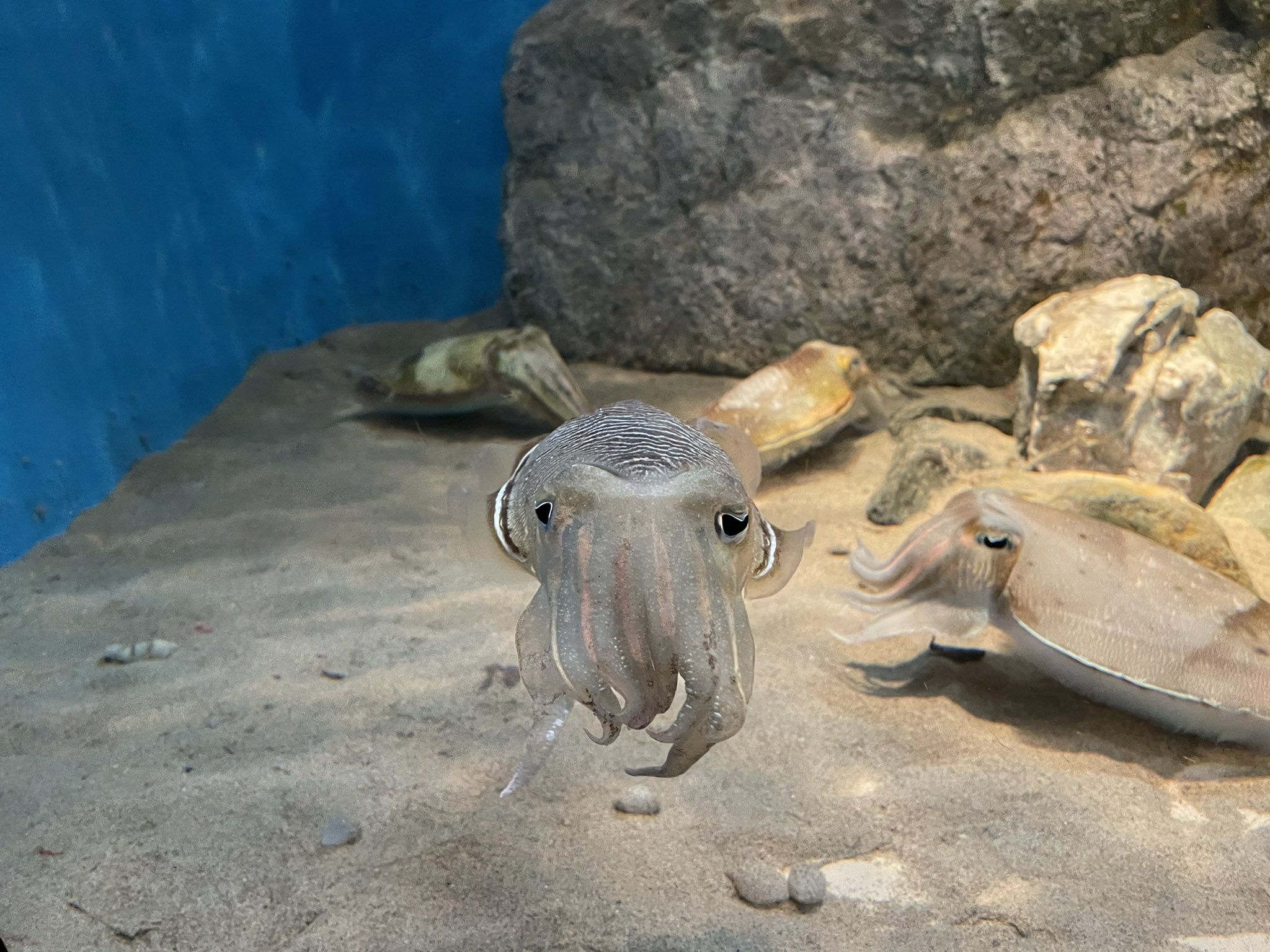 よだちゃそゲートウェイ イカ欲が止まらなかったので四国水族館に続いて島根のしまね海洋館アクアスに行ってきた コウイカ カミナリイカ アオリイカがゆらゆらしてて癒されるー しかし人はなぜイカ水槽の前では揃いも揃って味の話ばかりなのか こんな知的